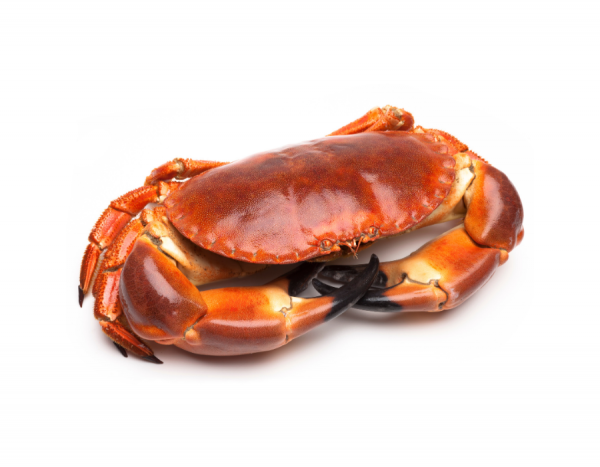 Tourteau ou crabe (cuit) – 800 g